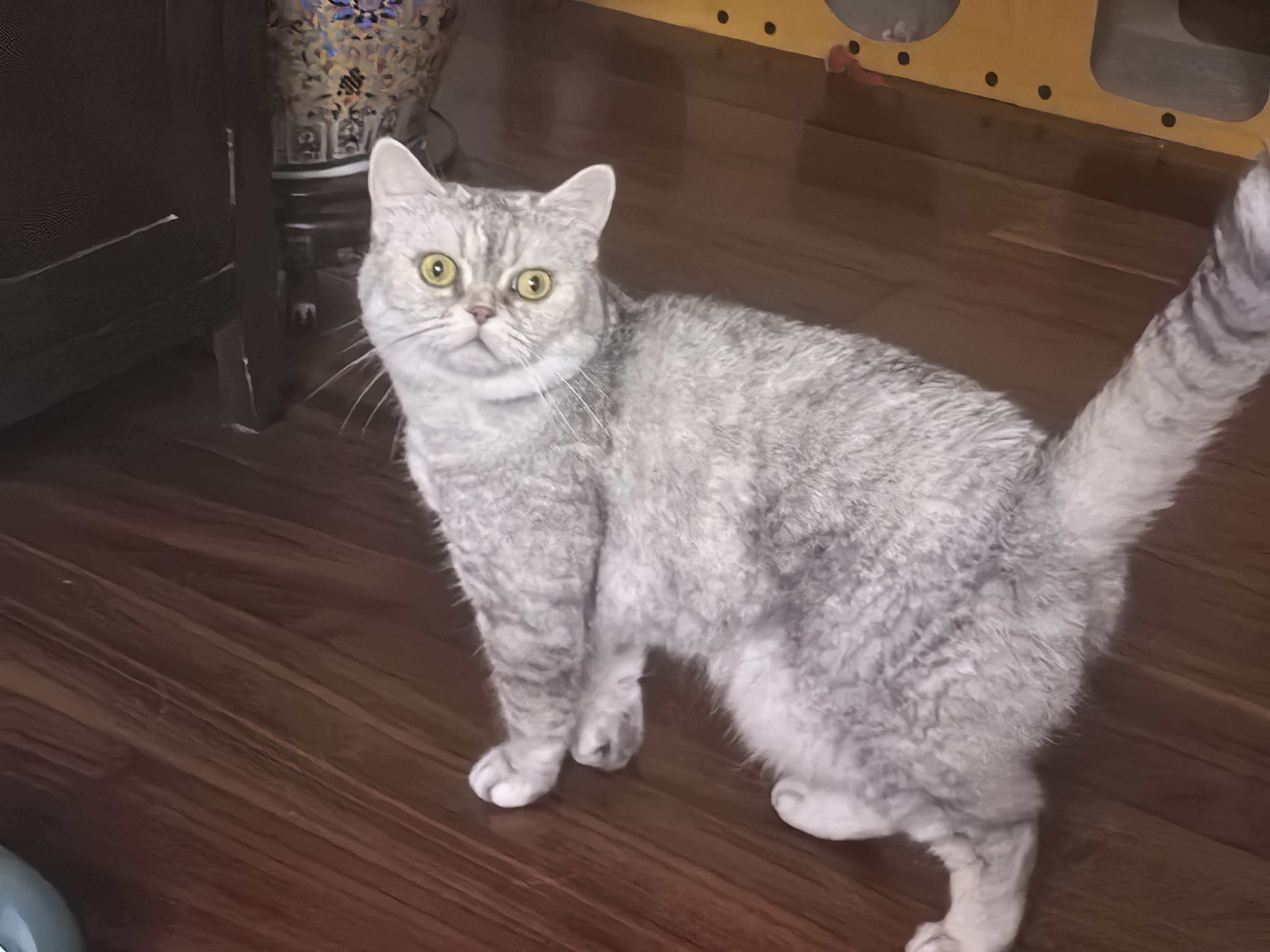 又开始呆呆了咪🐱 ​​​