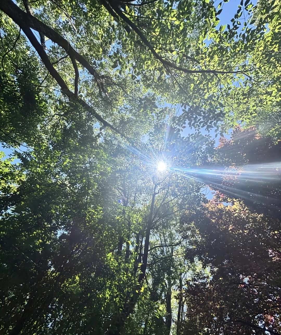 阳光透过树叶🍃