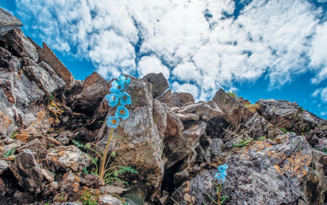 巨石上微小而不渺小的植物