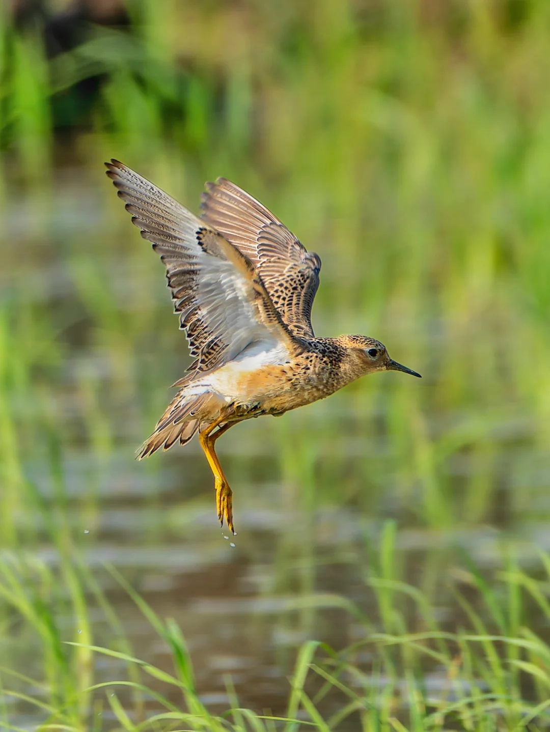 黄胸滨鹬好像飞啦，可能我在国内再也不见