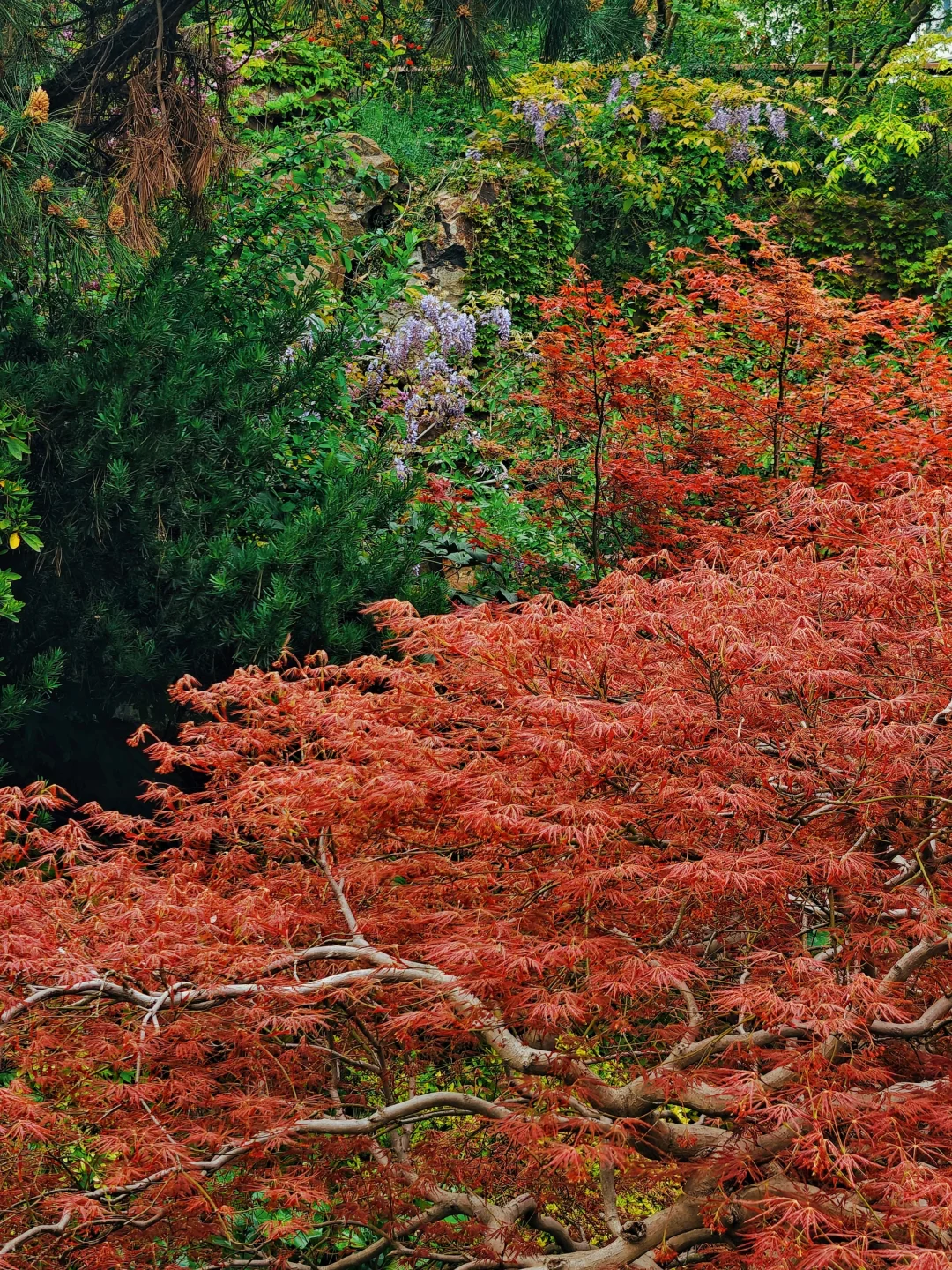 静安中心区域竟藏着一个隐秘仙境