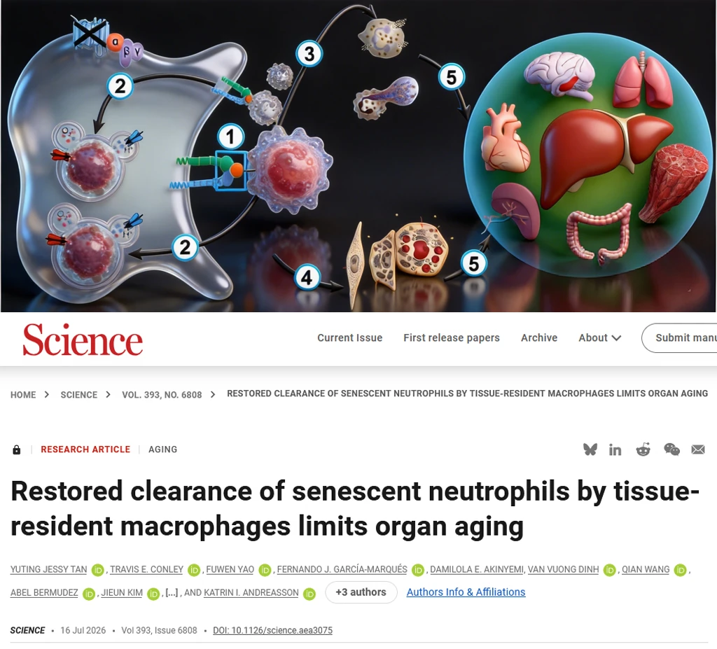 Science重磅-抗衰老的靶点找到了