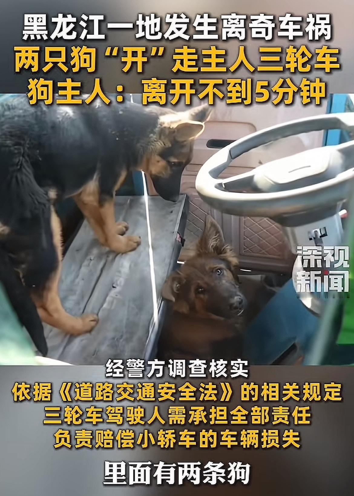 两条狗开三轮车发生车祸…  世界之大，无奇不有。 看到一个新闻， 一辆...