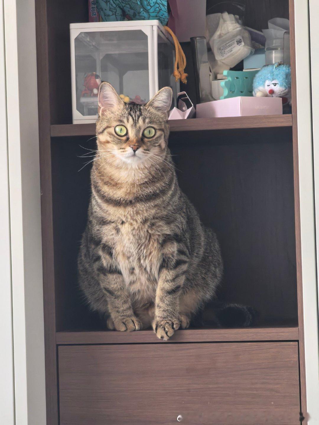 猫摆件上岗[喵喵]

#妮娜一家[超话]##来福是只小狸花##萌宠的日常# ​