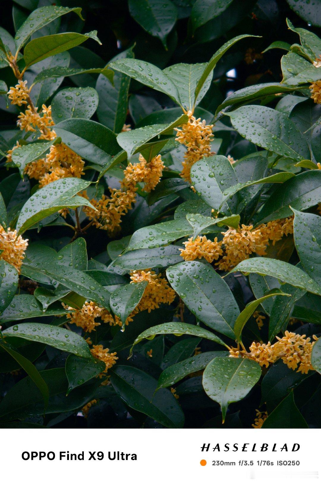 闻到桂花味 ​