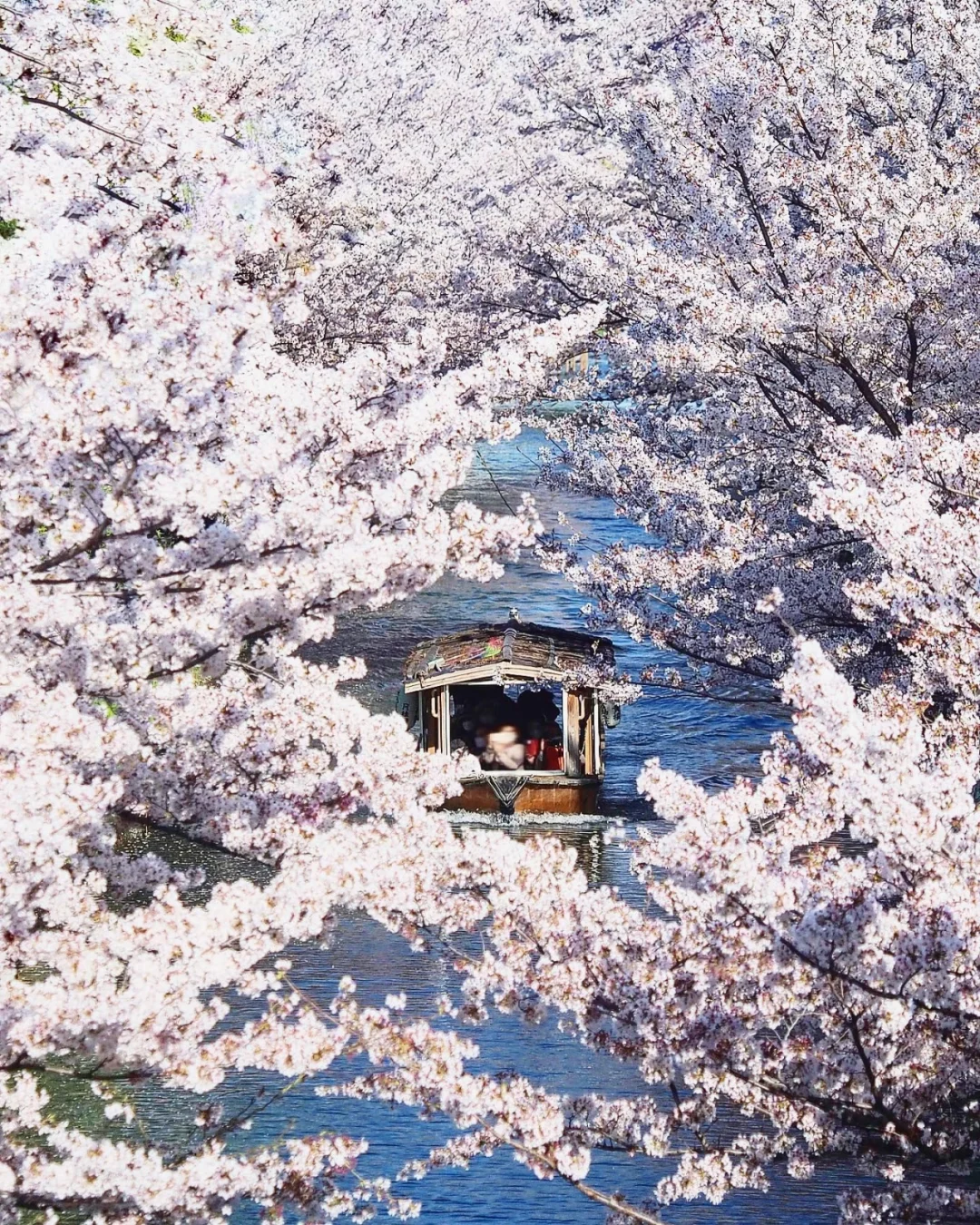 日本京都|泛舟河上静静的赏樱