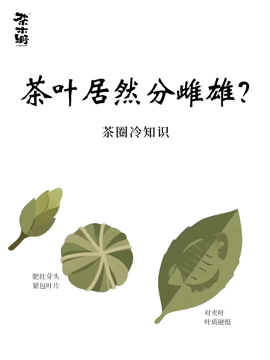 茶叶冷知识丨茶叶居然分雌雄❓❗️