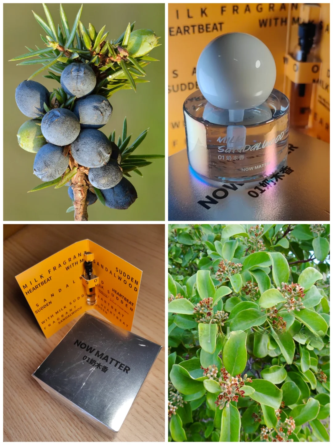 植物与香水的双向奔赴！！杜松子浆果与檀香