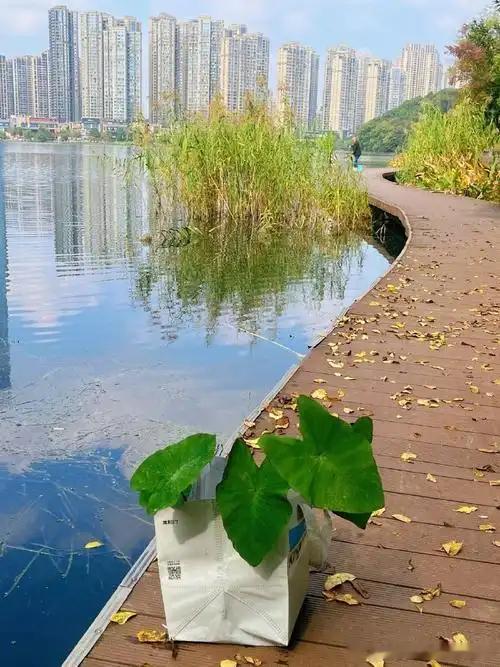 #百度贴吧[超话]# 
《沉默》现代诗

文/远去的流星雨

面对沉默的秋，
这三场
迟来的雨
竟然
用不约而同的节奏
接着
等待云开雾散……

秋风的呼号
在斑驳的檐下
响了又停
停了又响
瞳孔轻轻接住
来访星子
用余温
用眼底的脉动
扬起黄昏
一抹释然

等谁
都不再重要
反正
日子
一页页折叠
昨天
就随风飘 ​