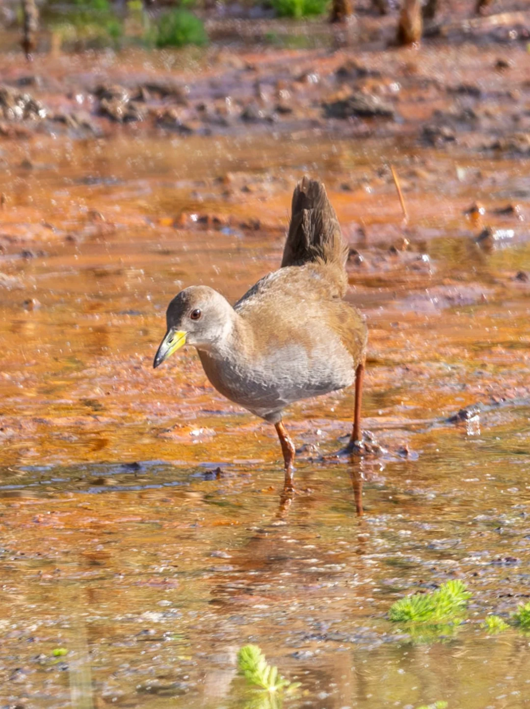 红脚田鸡的脚像是在红色湖水里染红的