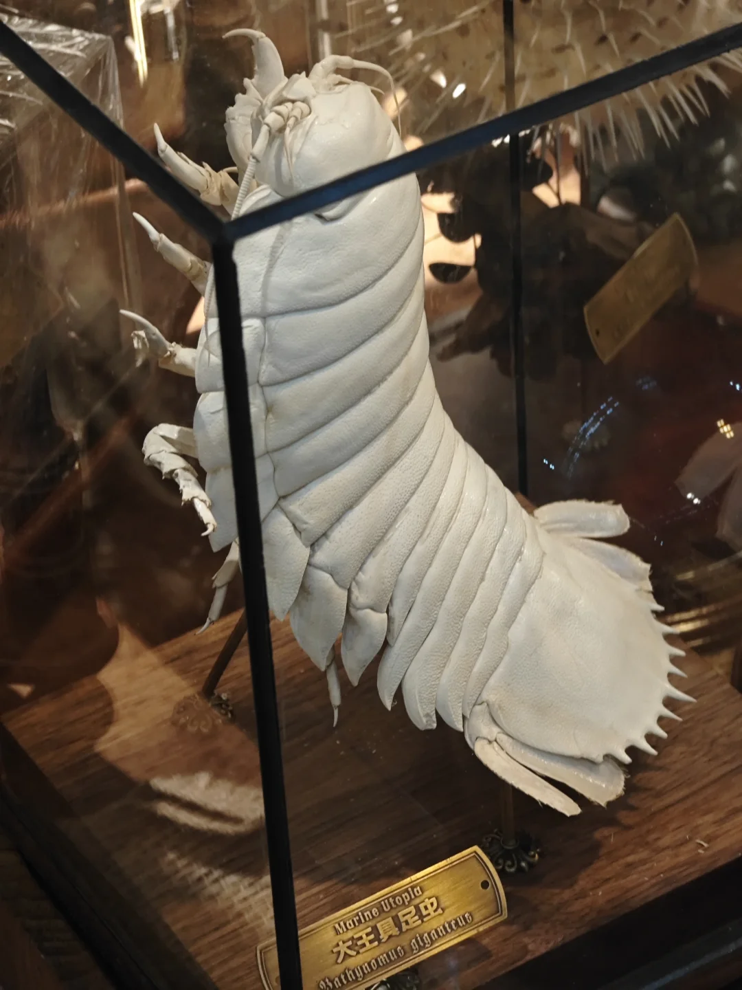 🙀怎么会有长得这么让人不适的生物