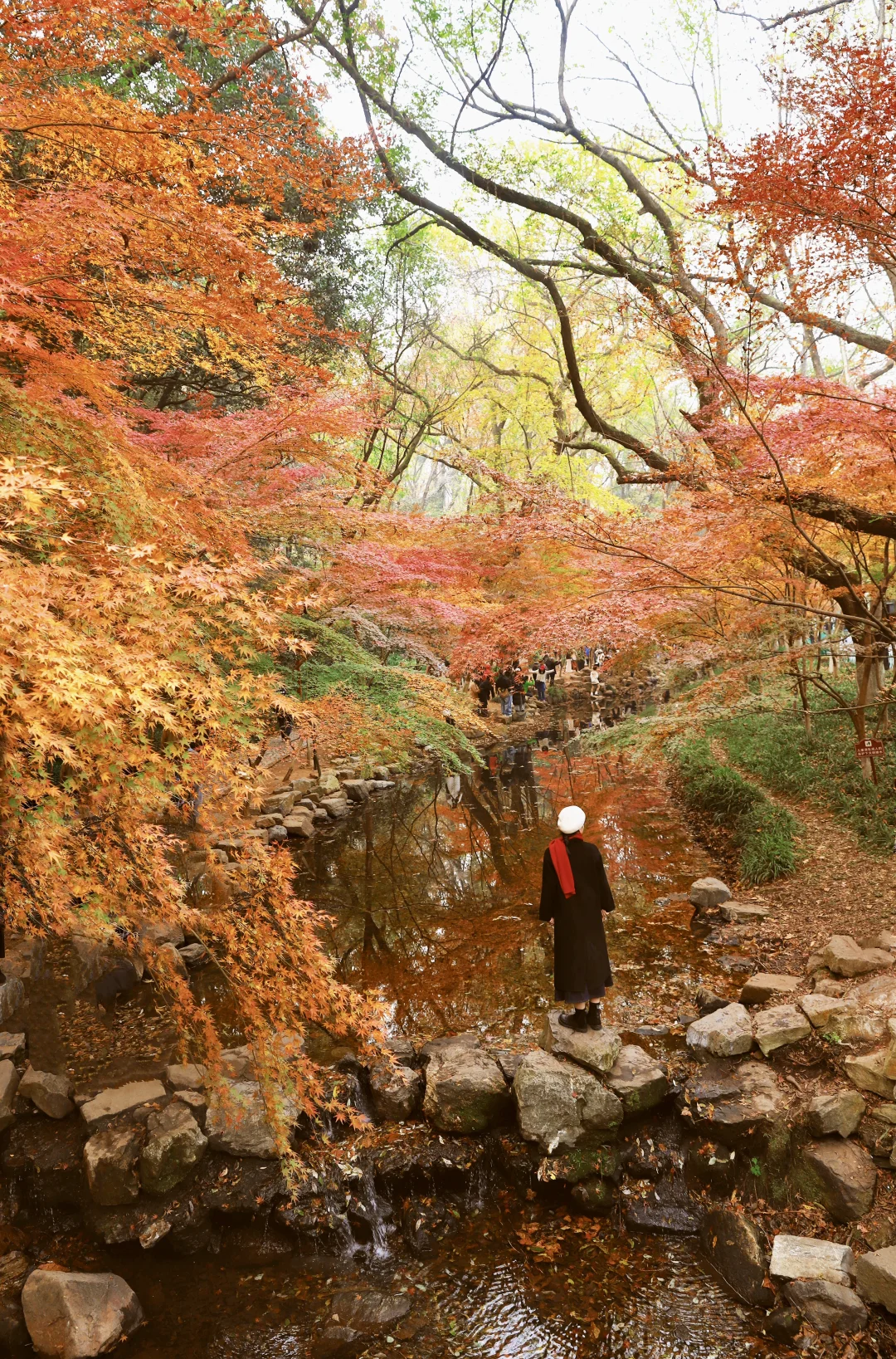 想看看你们拍的秋天