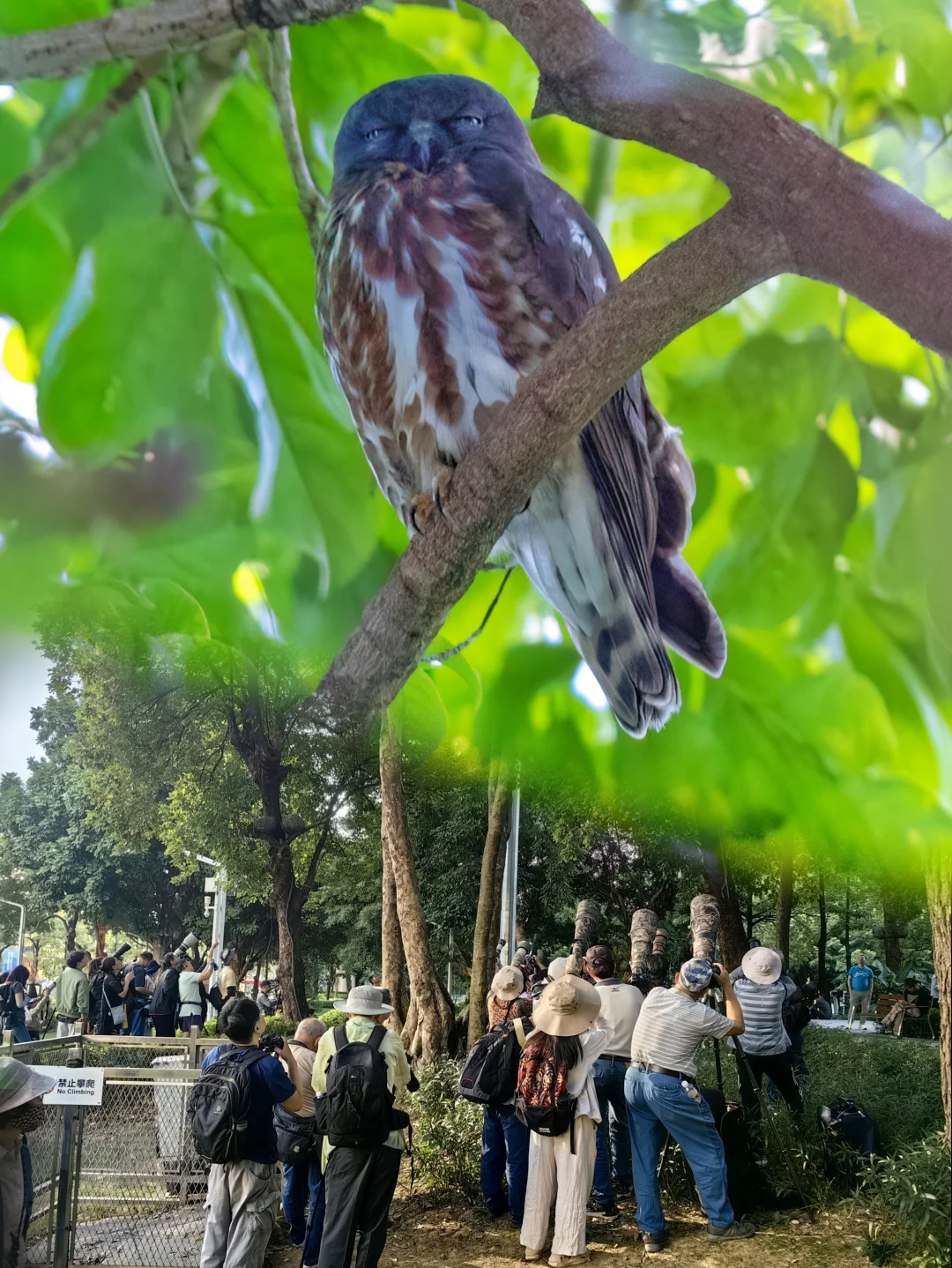 这两天被广州市中心的北鹰鸮刷屏了