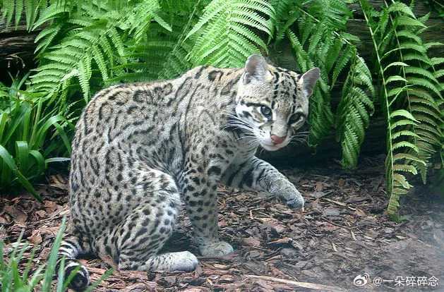#猫科再添现存新物种#

刚看到一个消息：科学界确认了一个全新的猫科物种——蒂尔卡约虎猫。

体重只有1.4公斤，比家猫还小，像只迷你豹子。这是人类100多年来首次发现并命名的现存猫科新物种。

但让人唏嘘的是，目前已知活体仅有两只。

像我们小时候夏天满天飞的萤火虫、田埂上蹦跳的青蛙、屋檐下的 ​