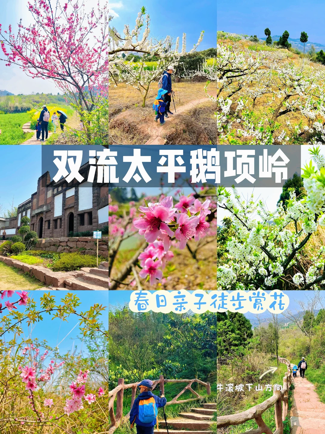 值得N刷鹅项岭‼️春日遛娃赏花🌸徒步宝藏地