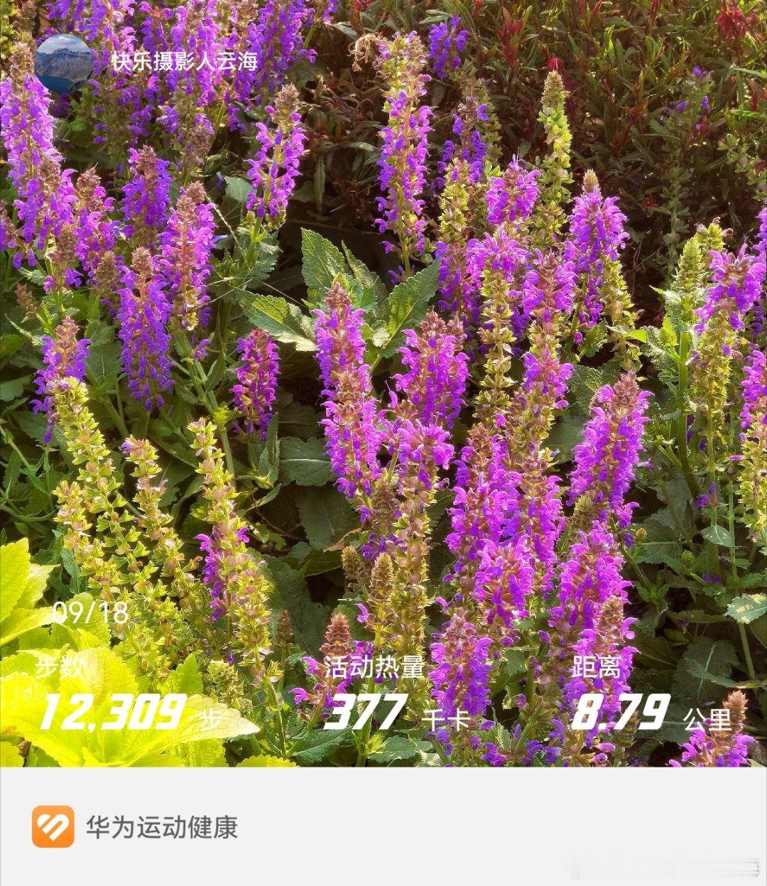 小花[照相机]#华为运动健康##快乐摄影人[超话]#  ​