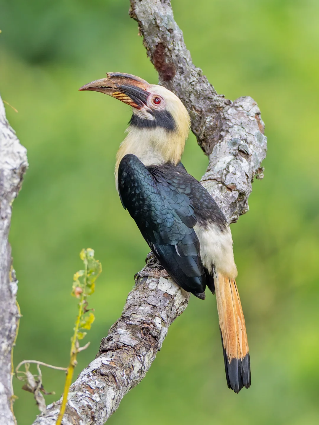 总算找到了这个濒危物种：棕尾犀鸟