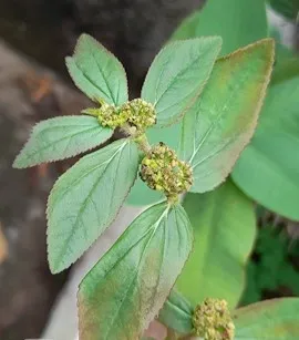 入侵植物｜飞扬草。
路边这种“乳汁草”，竟是严重入侵物种！看到请别随意采摘

茎一折断就冒白浆，路边、荒地随处可见，很多人把它当杂草，却不知它是被列入“黑名单”的入侵植物——飞扬草。

你留意过路边那种矮矮的、叶子对生的小草吗？茎一折断，就会流出乳白色的汁液，黏糊糊的。

在民间，它有很多名字：大飞