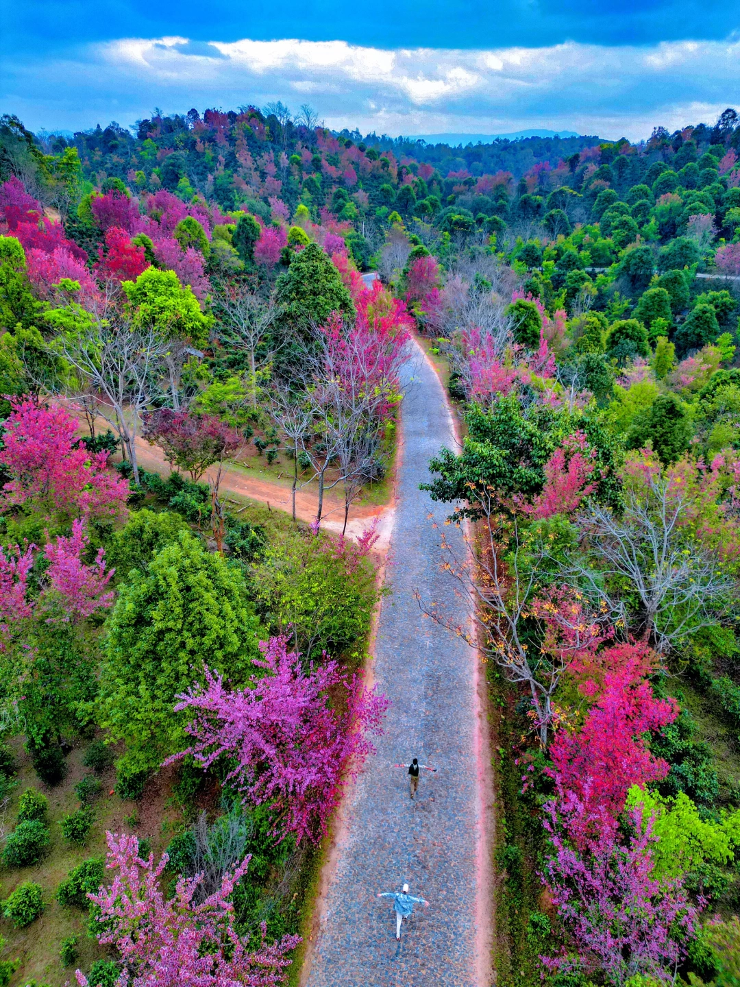 藏在云南边境的樱花路，我直接宣布封神‼️
