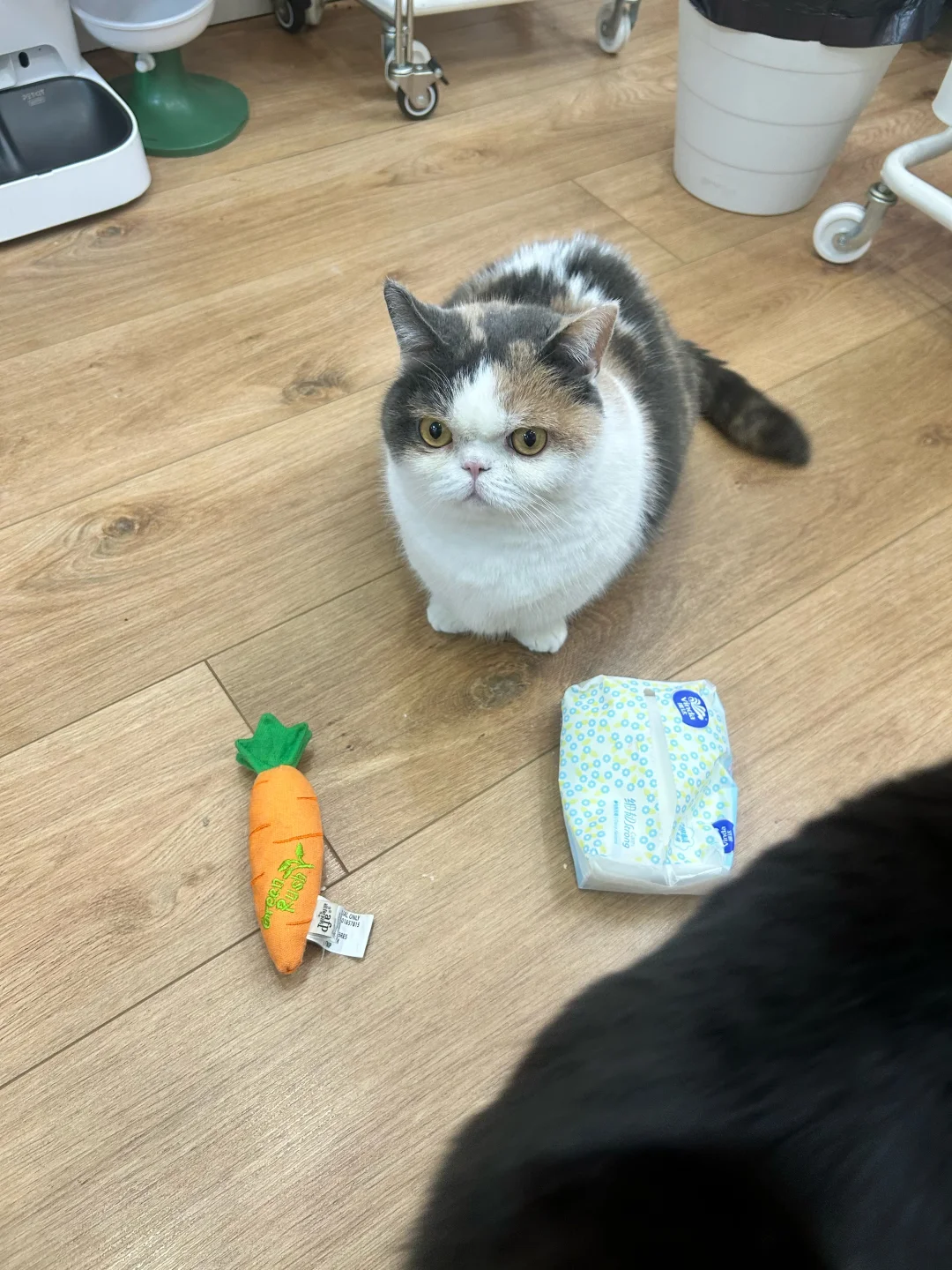 试过了，两个都是笨蛋！