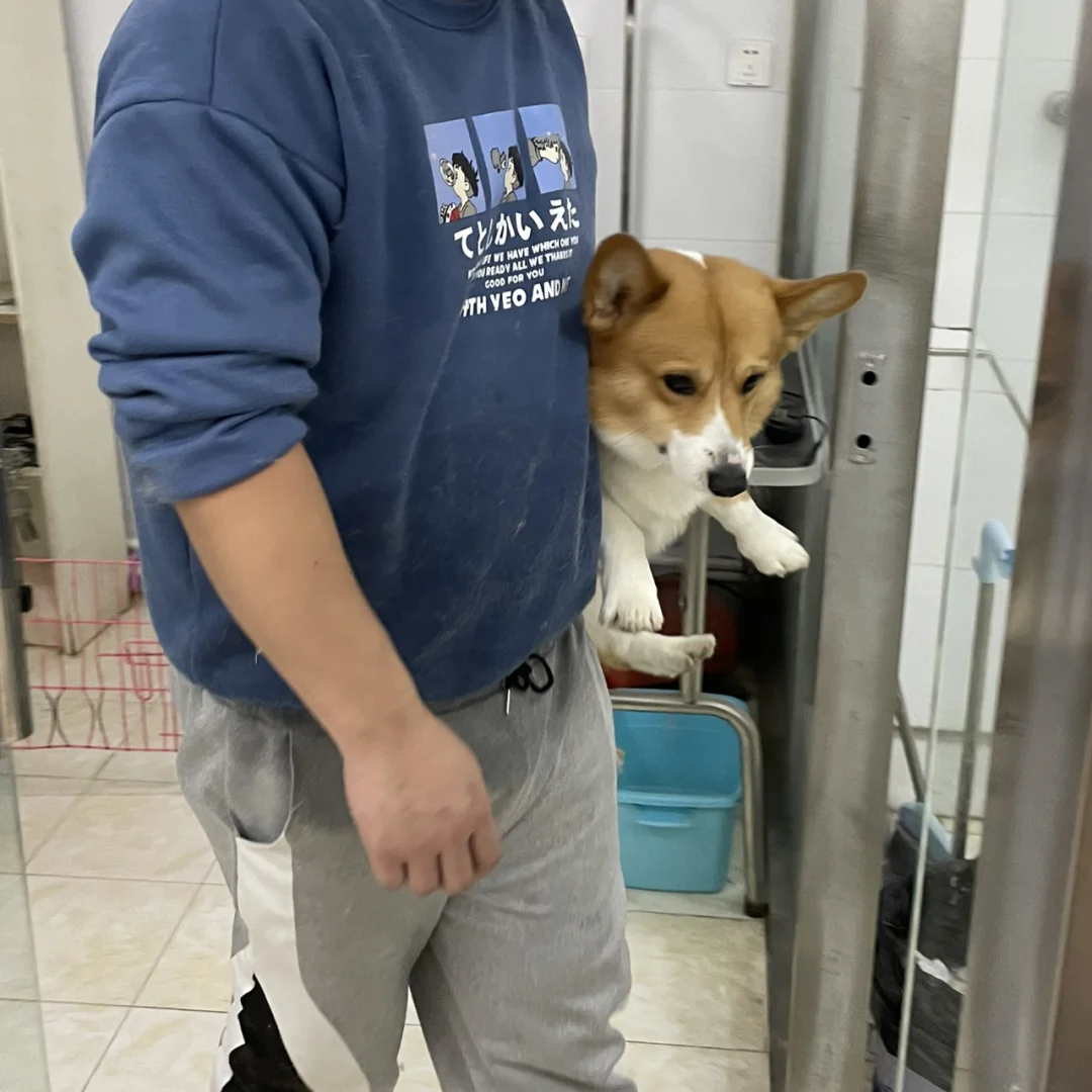 在洗狗… 拎着他的是美容师