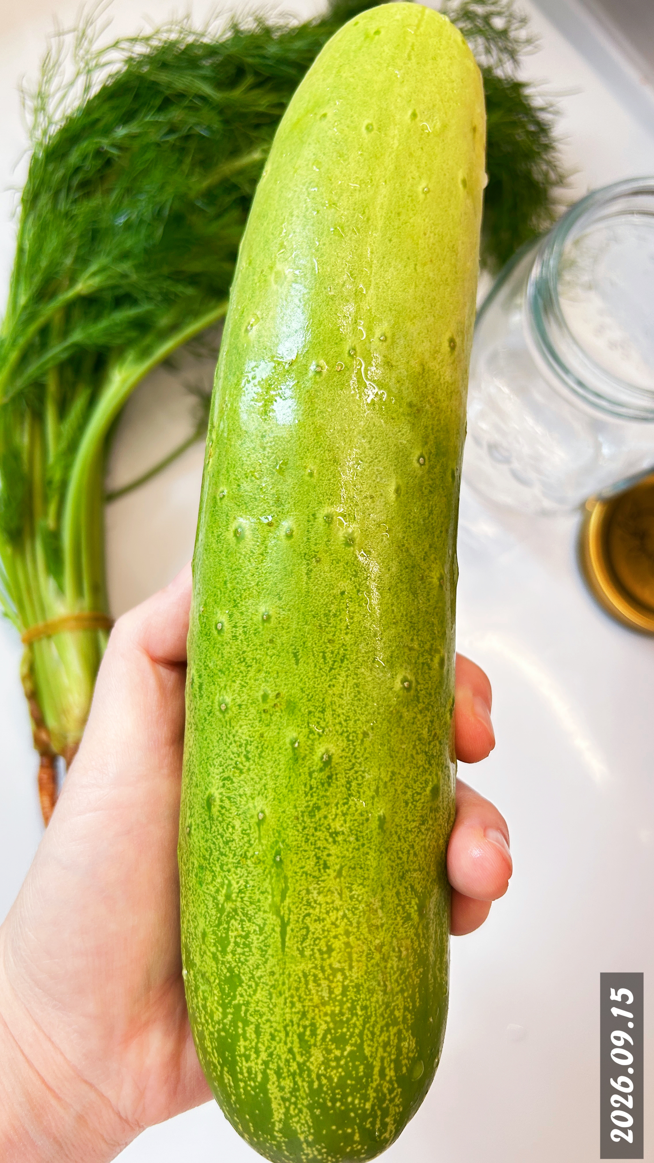 酸黄瓜🥒｜四川的这根大黄瓜，很嫩、很美、很有格调，漂亮到我不忍心吃，也不忍心拍，哈哈哈哈，因为拍了几口就给吃没了。到底怎么吃呢？我决定做成酸黄瓜，配上我的大汉堡，这样每次只吃两片，我可以享受很久，那种爱的感受渊远流长…当我把黄芥子和茴香放进去的那一刻，我觉得世界好美啊，美到想哭，大自然真神奇，有这么多美丽的东西萦绕，我居然这么轻易地就得到了两个水族馆，太好看了。汉堡酸黄瓜