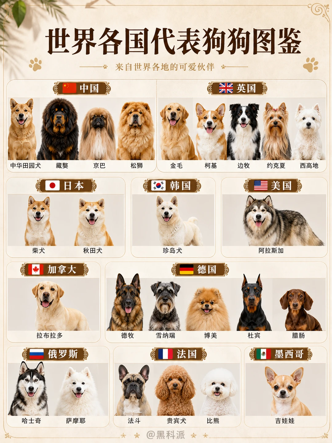 各国代表狗狗图鉴，哪种最可爱？