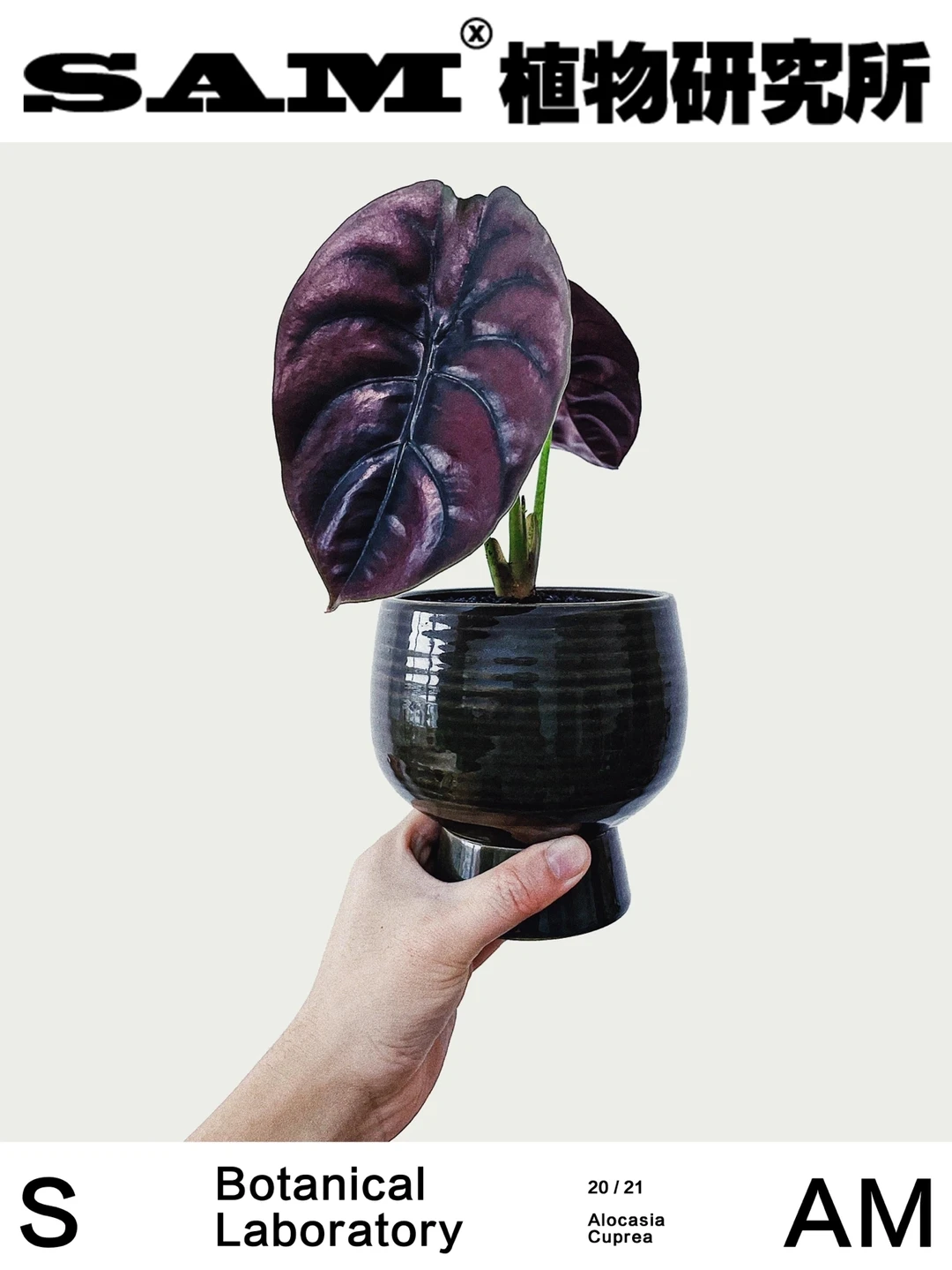 铜叶海芋｜Alocasia Cuprea