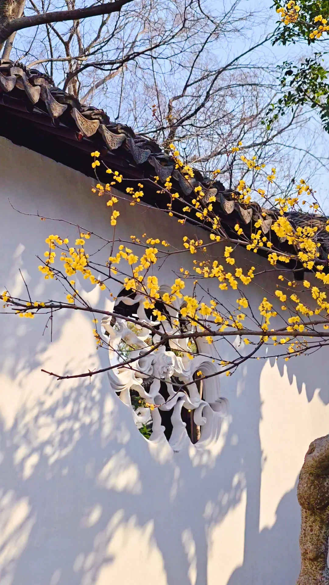 紧急通知‼️沧浪亭腊梅进入观赏期‼️