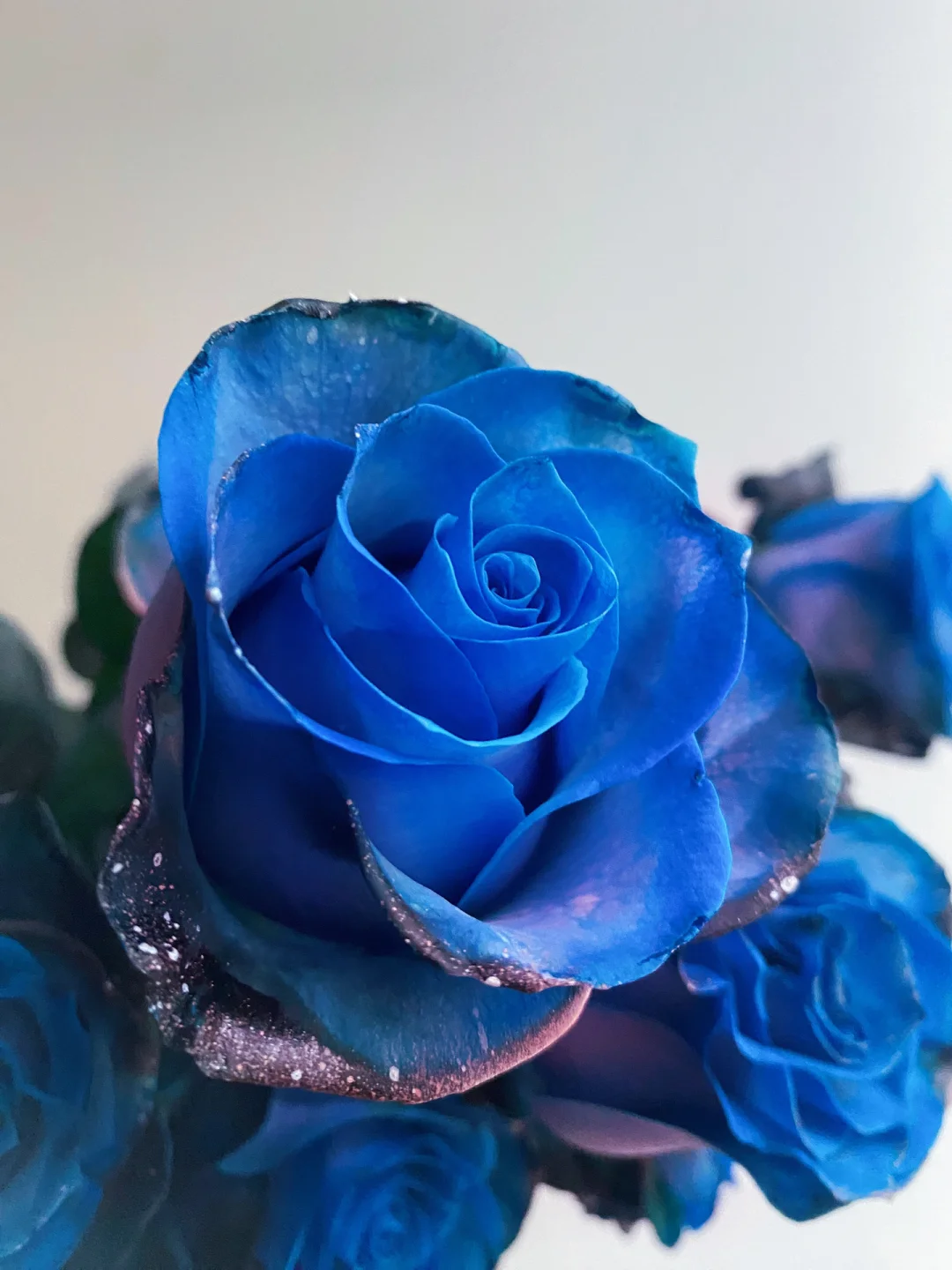 带你每天认识一种花材205｜“星际迷航”蓝玫瑰