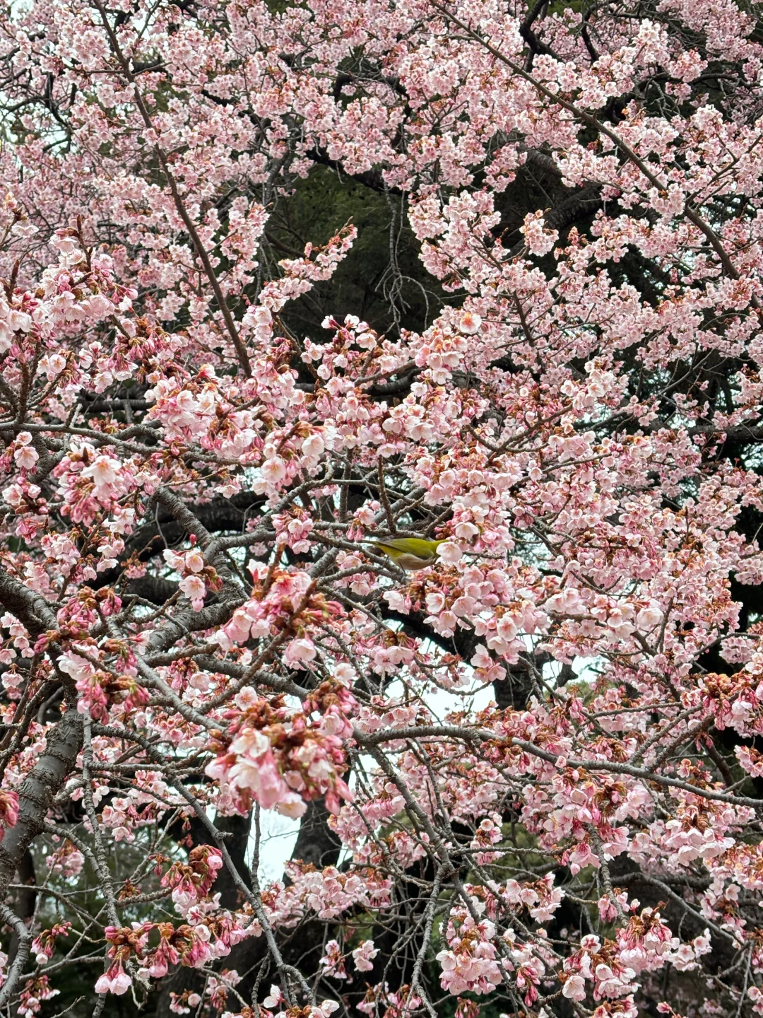 新宿御苑0207🌸樱花与绣眼鸟