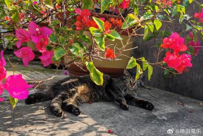 新年快乐～（万万没想到跨年是在抽卡中度过，被你月害了<span cla...