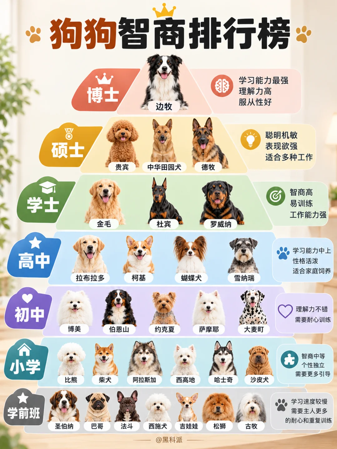 狗狗智商排行榜，你家狗子是什么学历？