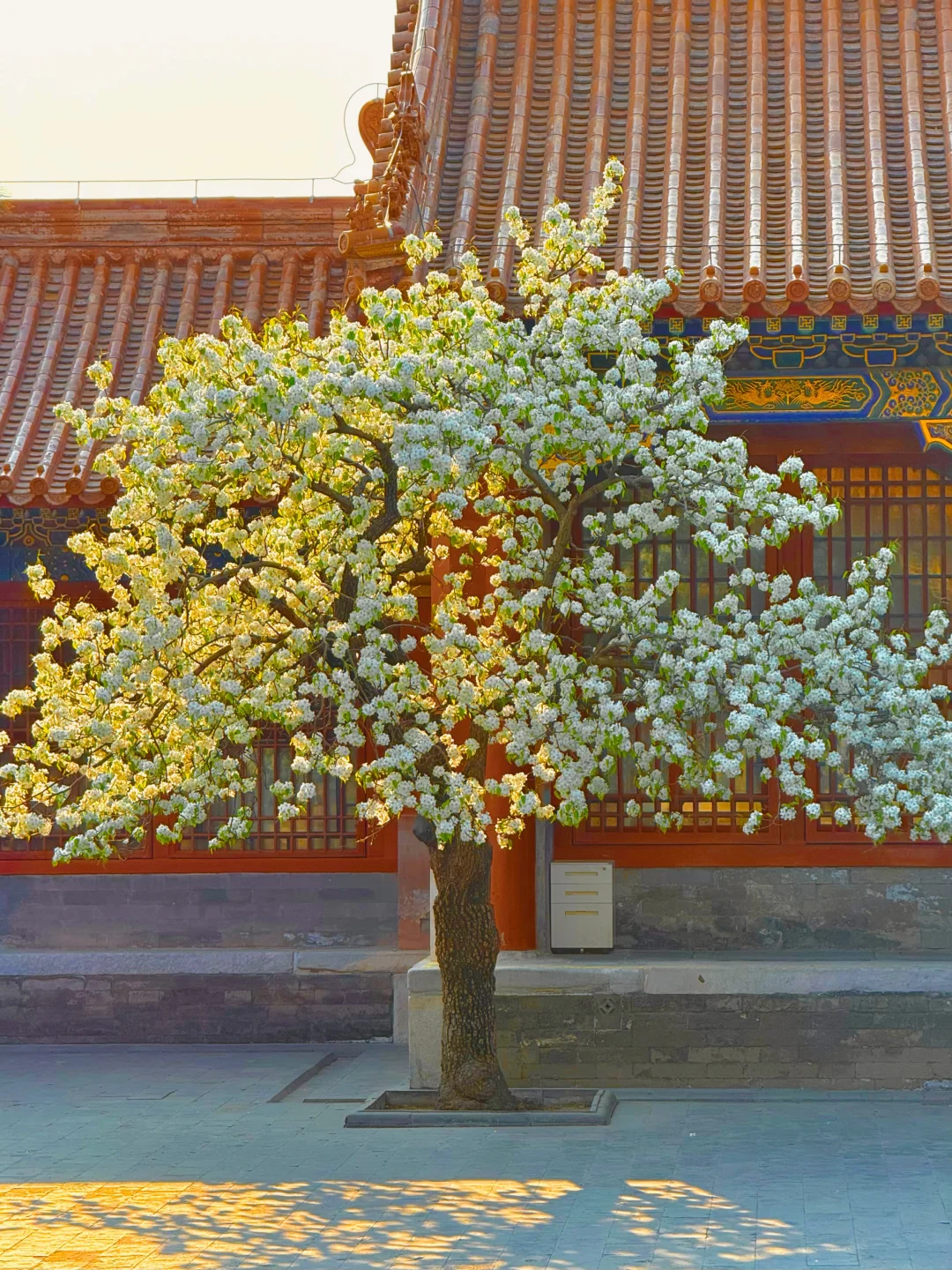 4.1 live🌿在甄嬛寝宫拍到故宫一整个春天！！