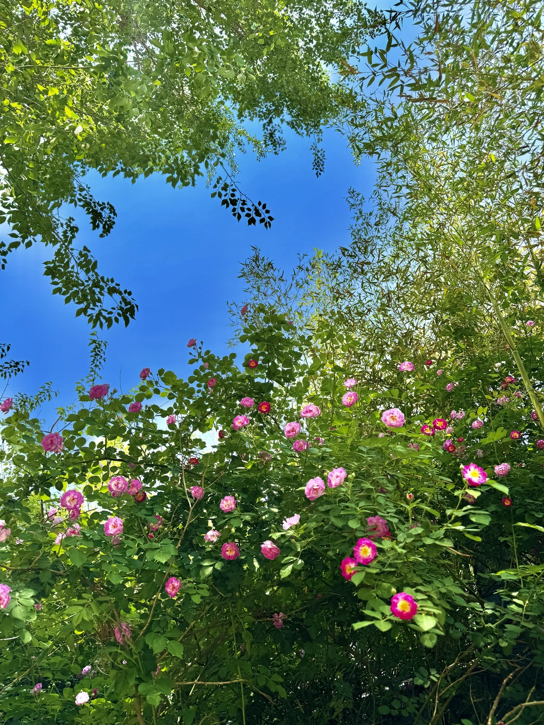 中医世家女：女子养肝柔如云，自在舒服☁️🌿