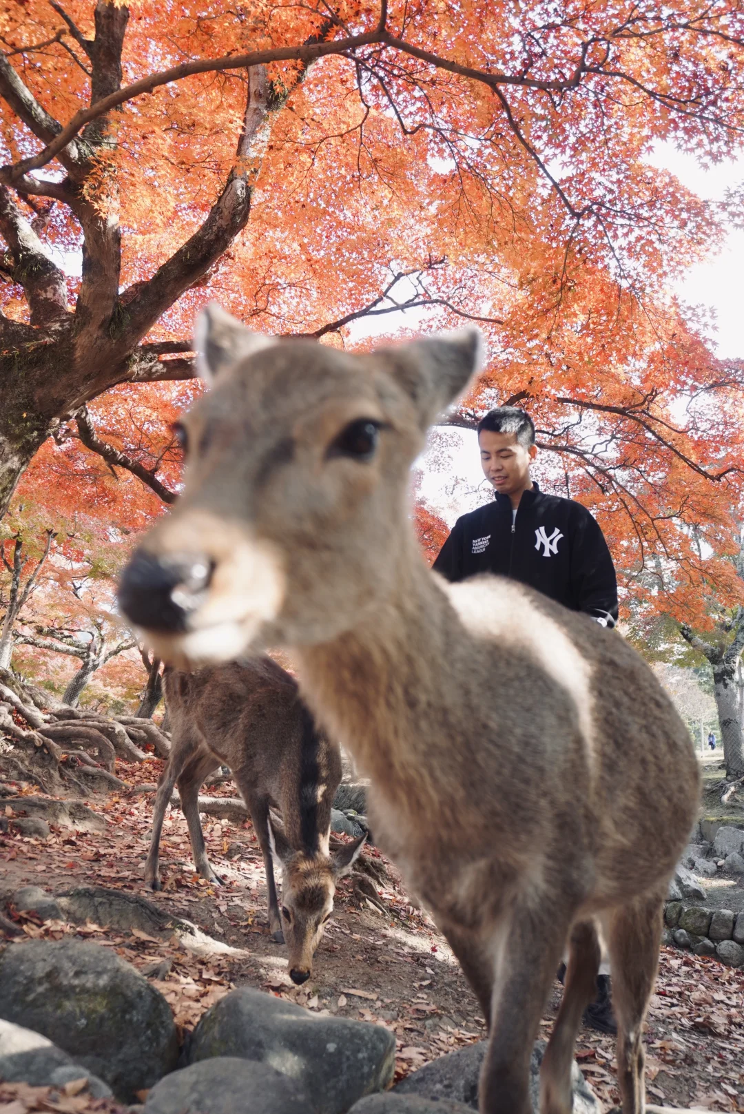 满分10分奈良秋景我打9分，扣掉一分是因为