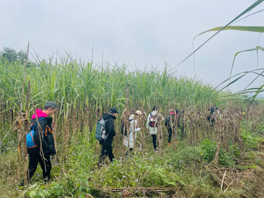 甘蔗会开花吗？甘蔗的哪一头更甜？