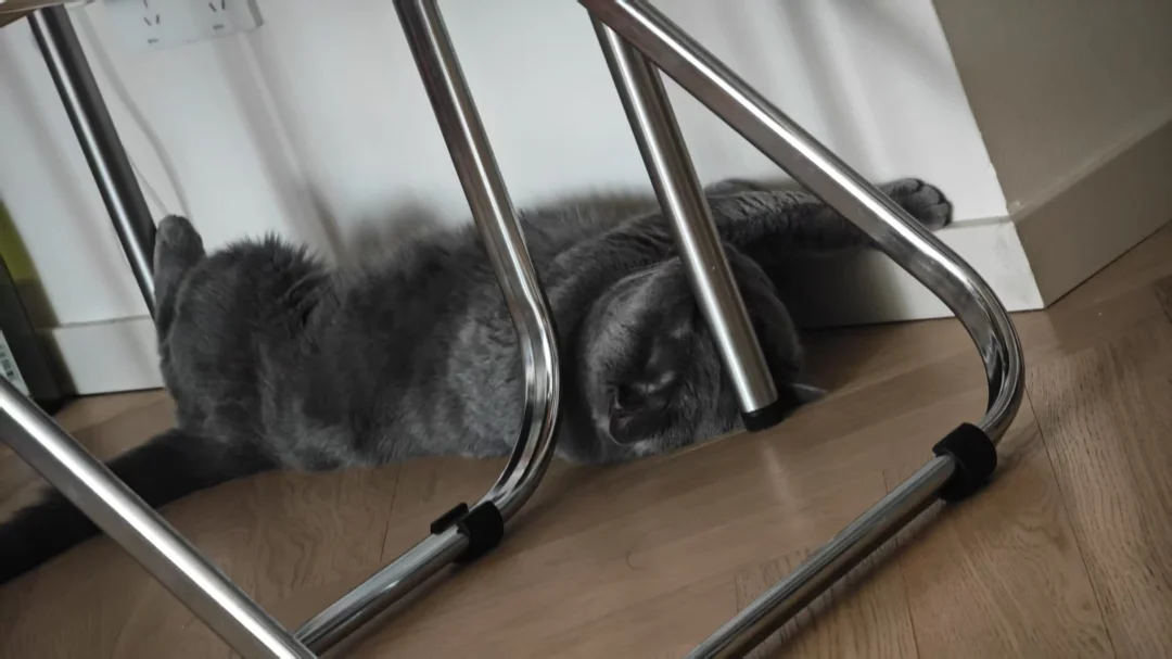 猫咪的奇怪睡姿🐱