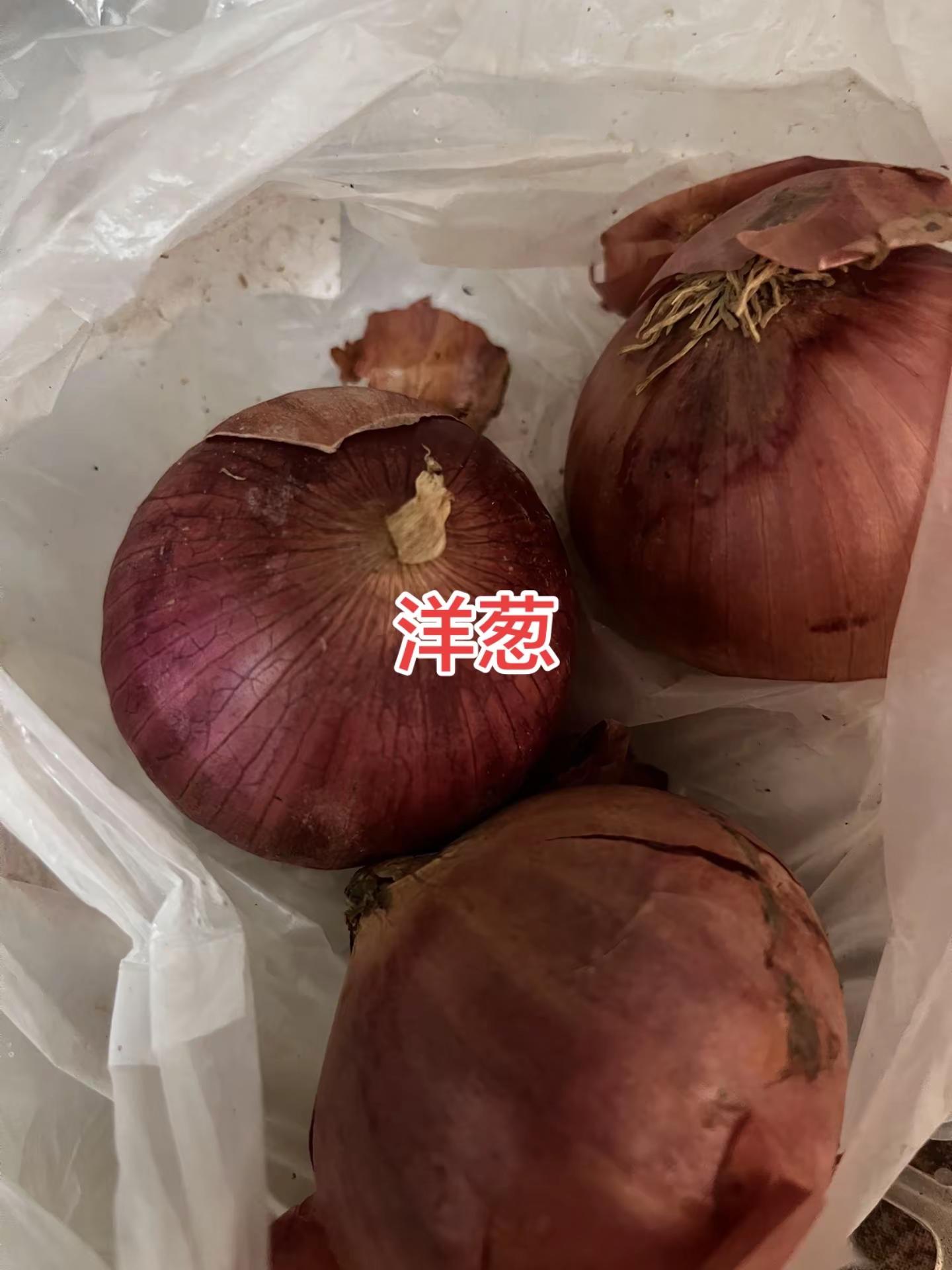 第二届