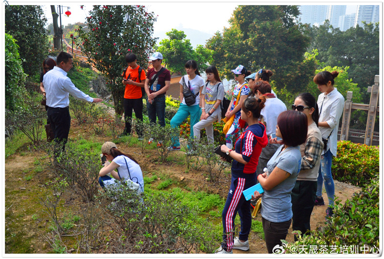 广州茶艺培训全攻略｜坐拥全国最大茶叶集散市场，学真茶别困在本地速成考证...