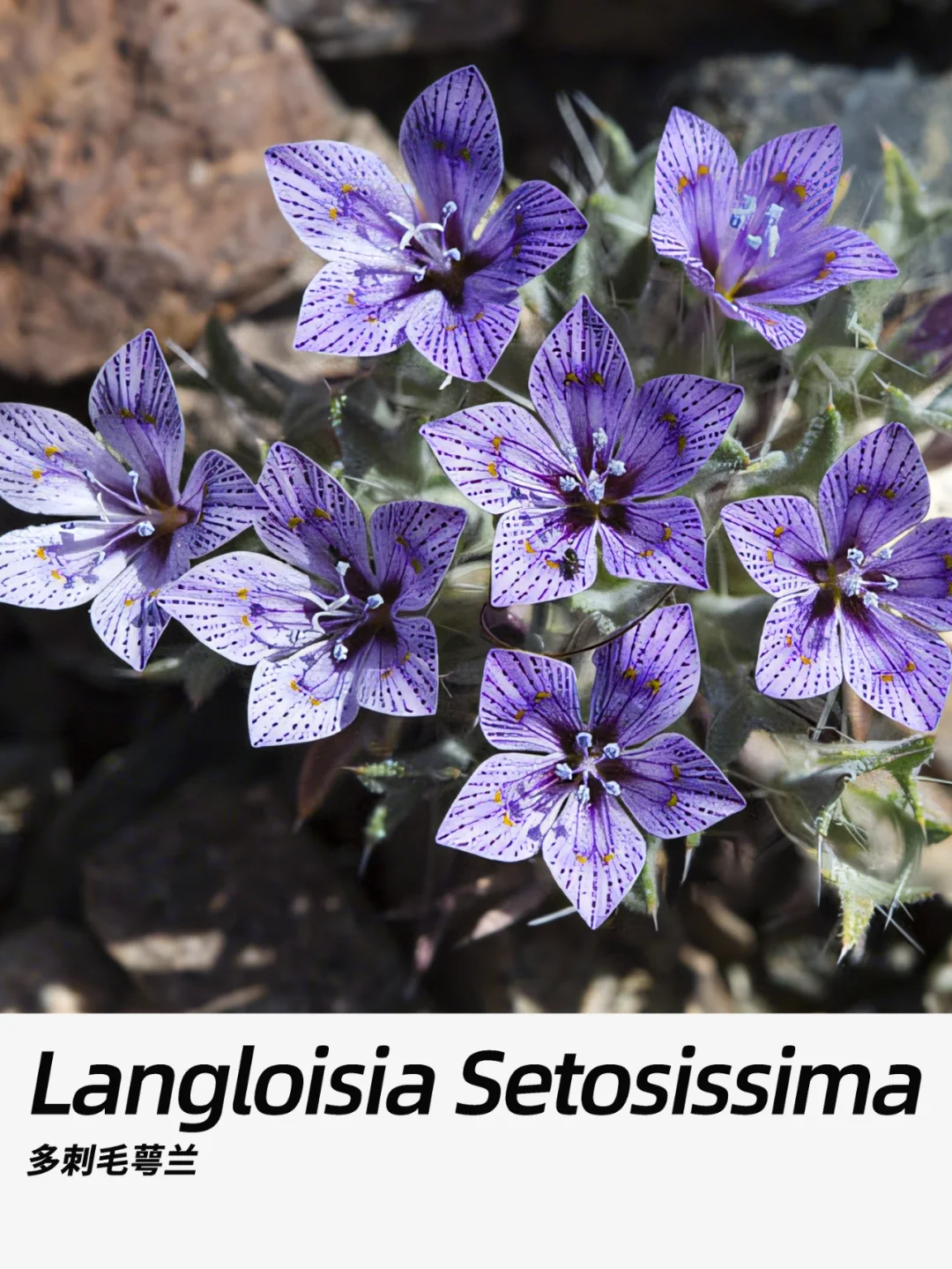 带你每天认识一种花材251｜多刺毛萼兰