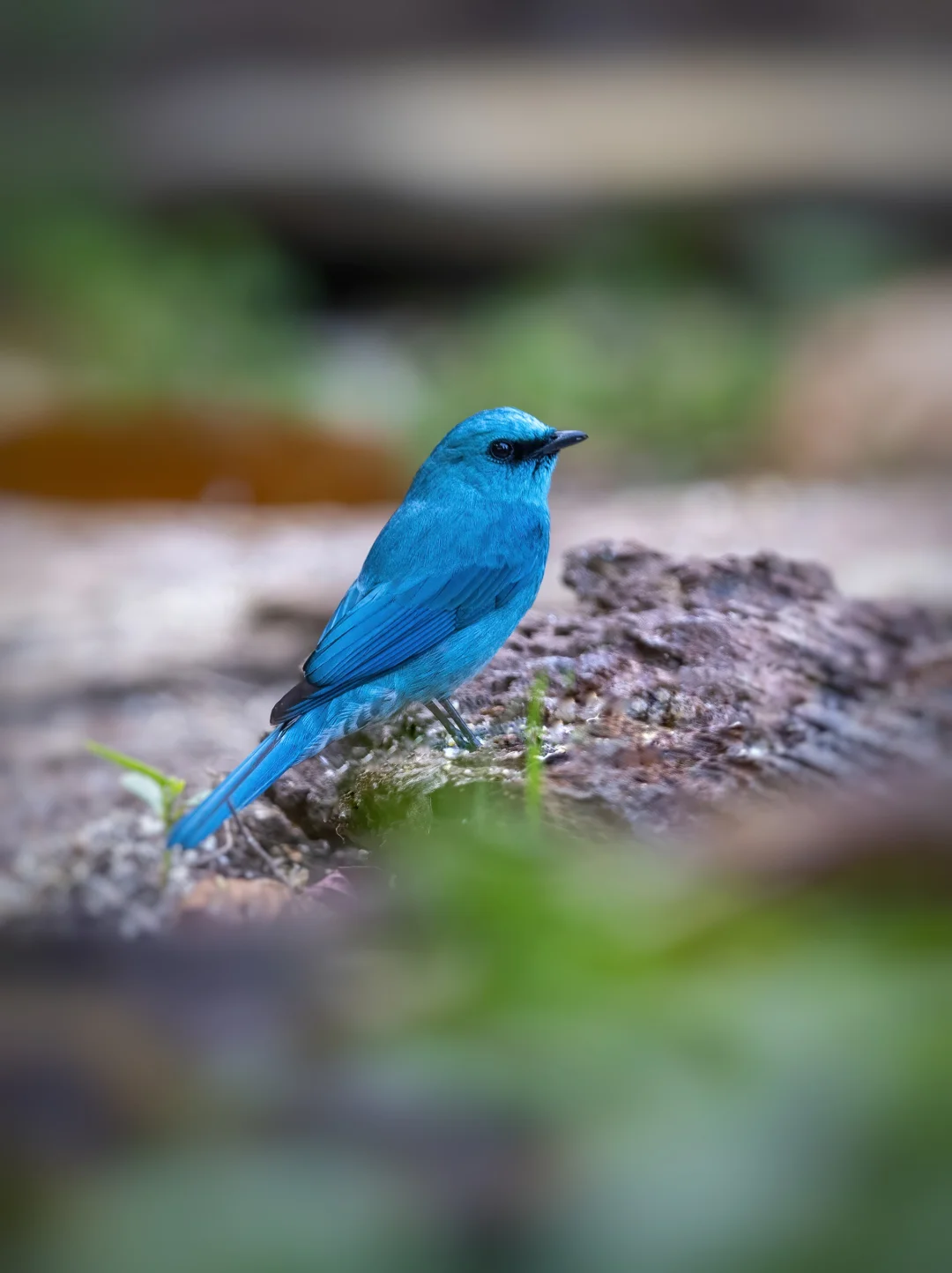 铜蓝鹟的蓝很深邃
