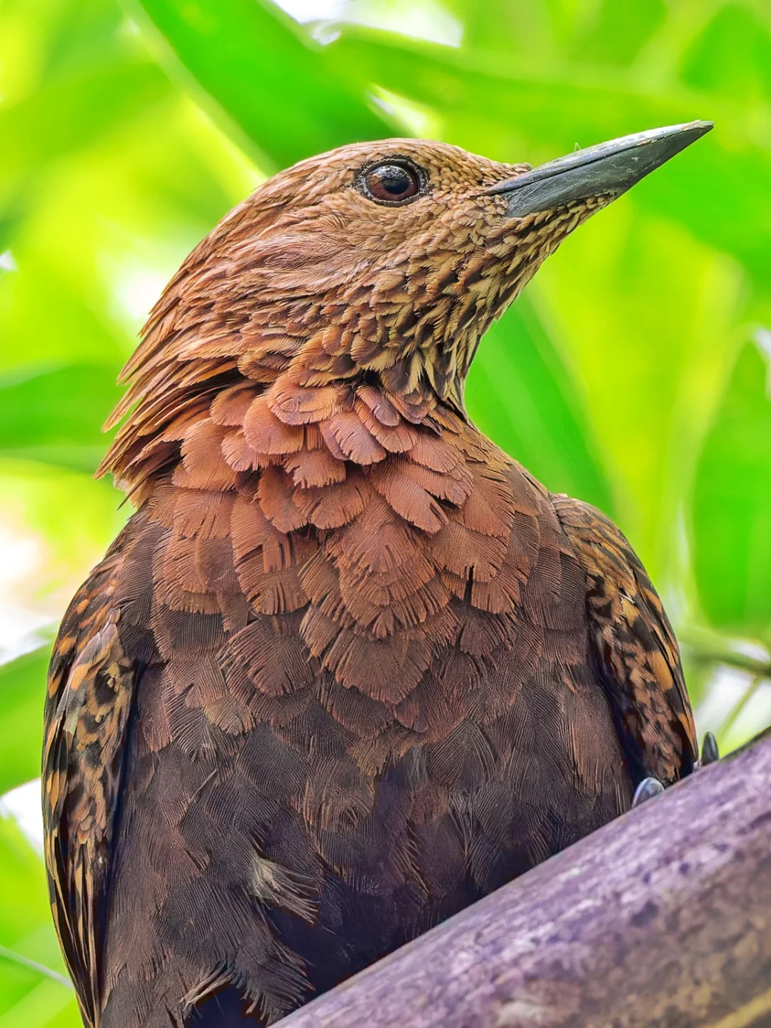在竹林里和我躲猫猫的栗啄木鸟