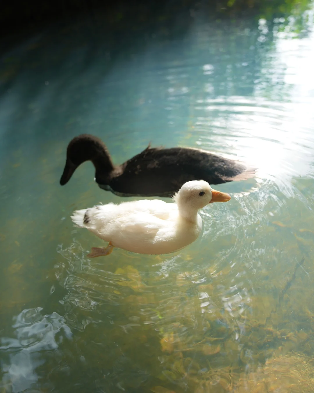 “𝓑𝓻𝓲𝓰𝓱𝓽 𝓑𝓵𝓾𝓮 𝓒𝓻𝓮𝓮𝓴”