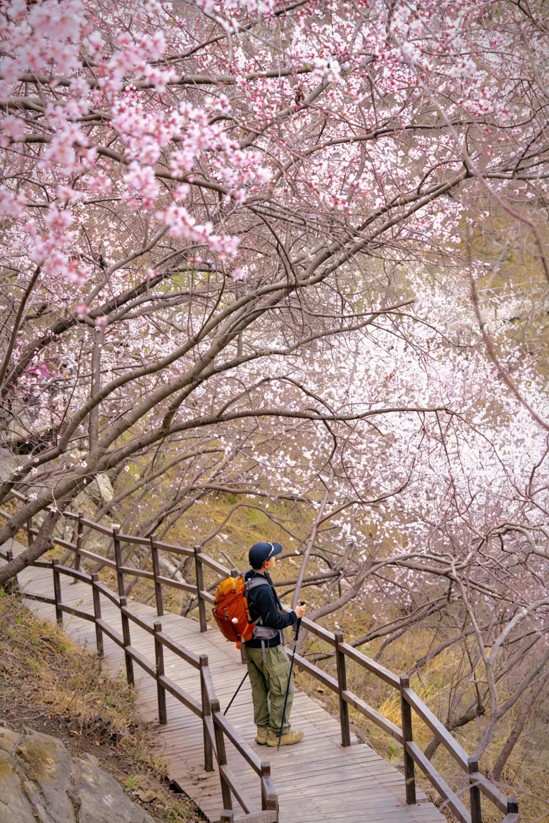 北京望宝川6km环线，漫山🌸花开满了！（附路线