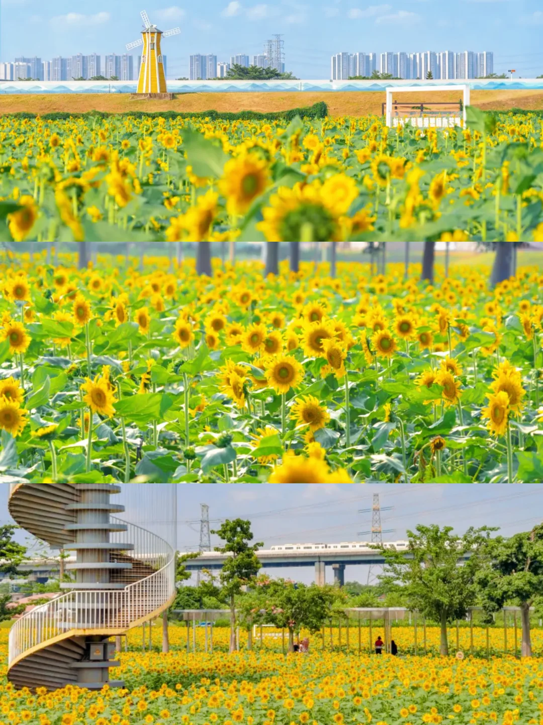 大片花海！广州南沙向日葵🌻超好看！