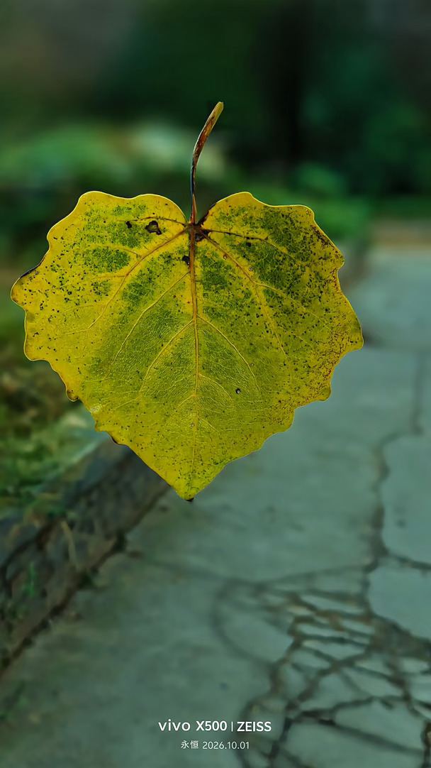 vivoX500微距镜头下的秋叶🍂