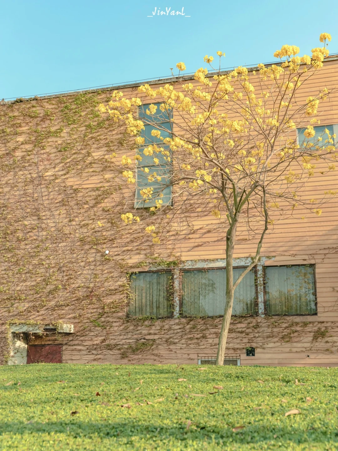 厦门拍摄｜抬头发现了春天里的黄花风铃木‼️