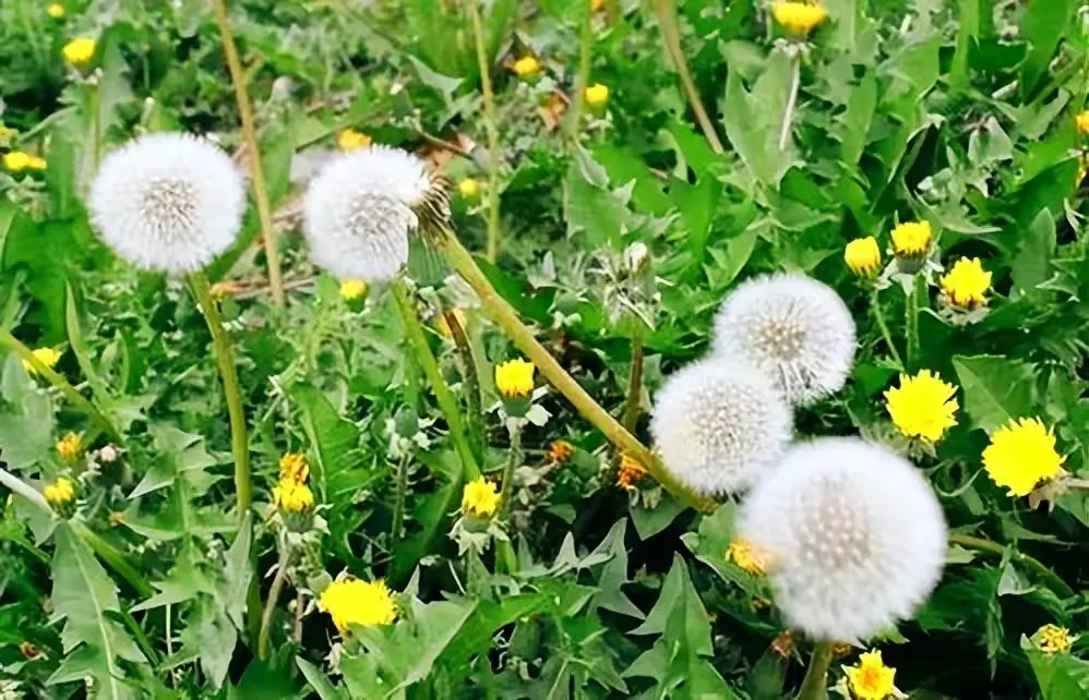 清明节安全生产保障工作总结——企业通用模板