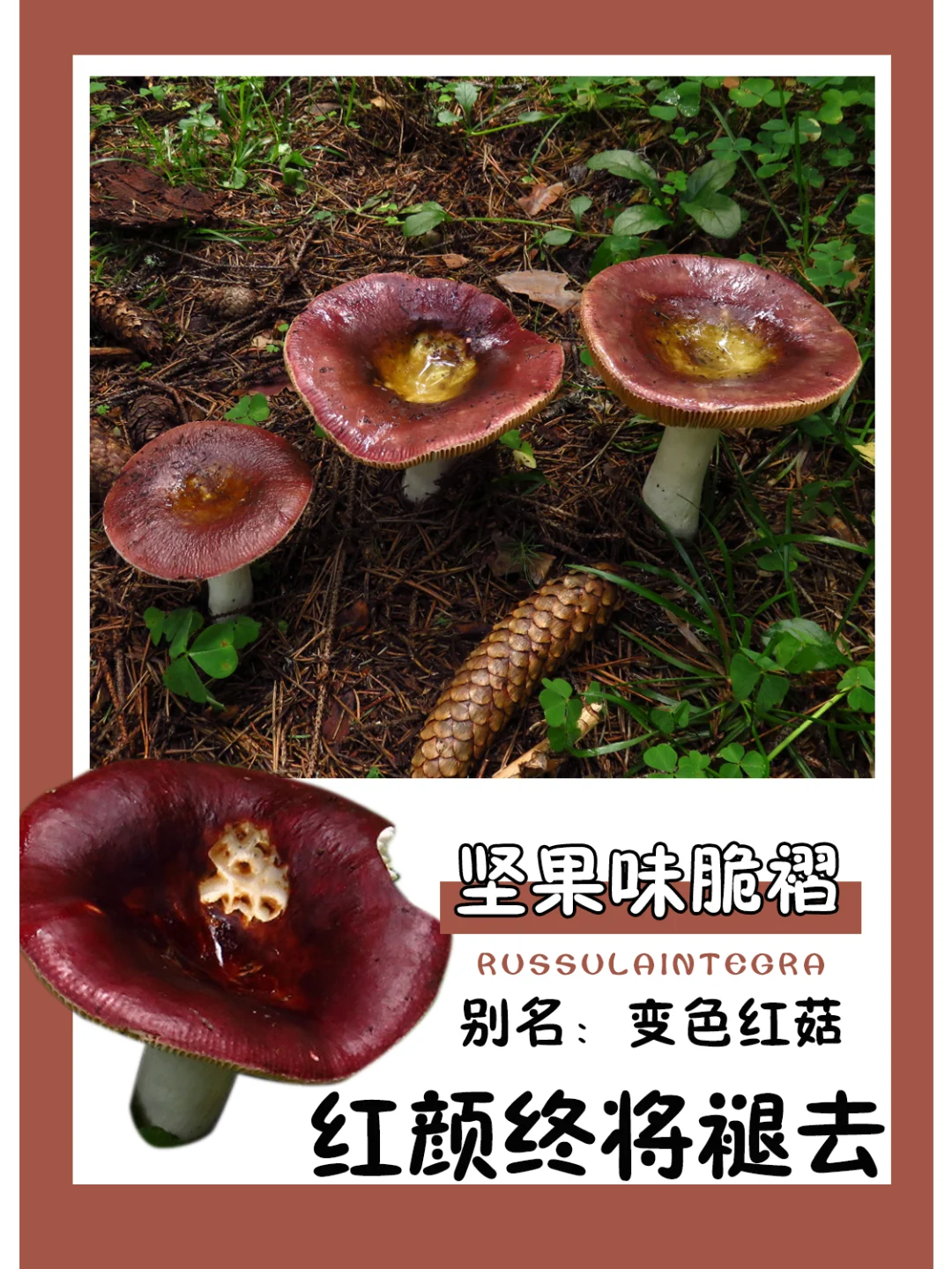 想不到吧，我会褪色~